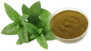 coleus-extract